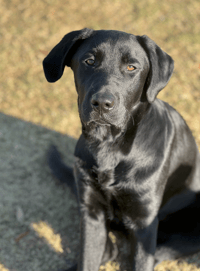 Riggs